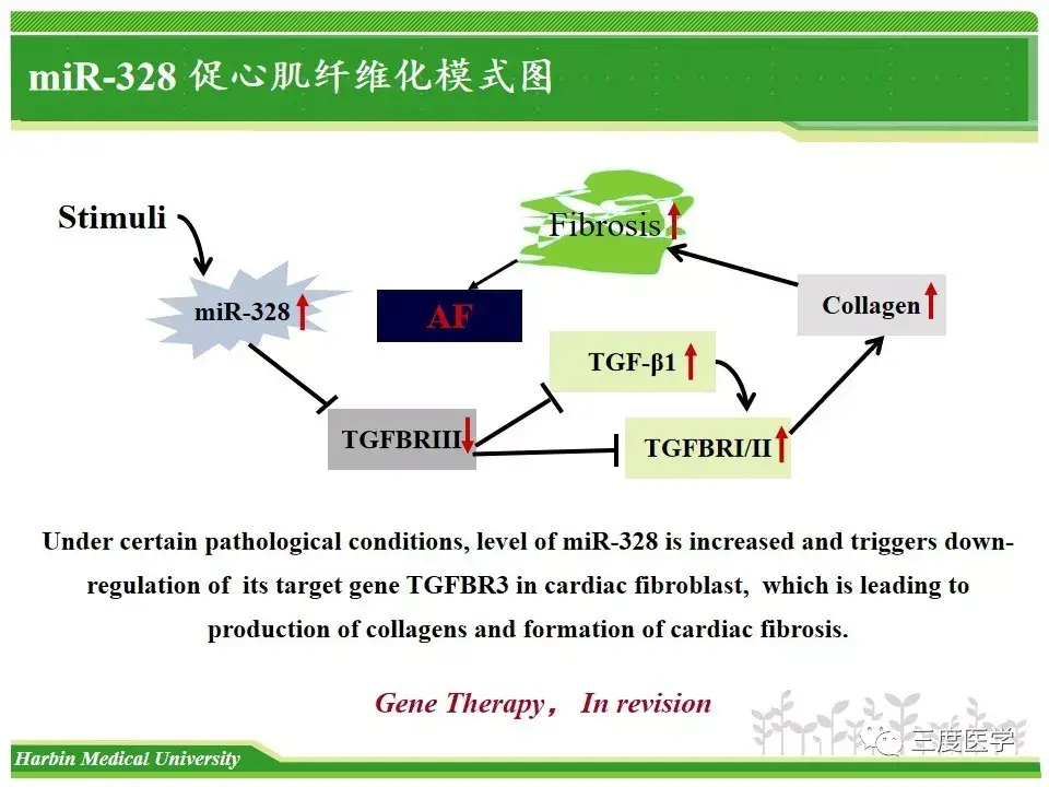 热门课件心肌纤维化调控分子betaglycan