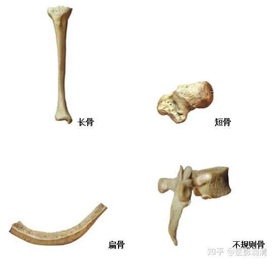 一,考点1,骨的分类:长骨,短骨,扁骨,不规则骨