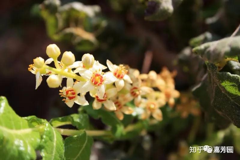 有鼻窦炎引起黑眼圈的人,可以用乳香协同单萜酮,倍半萜酮以及松科植物