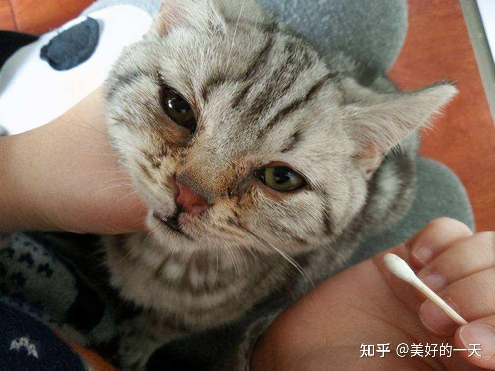 多数的猫咪会遇到的“耳螨”,原来这么简单就能解决 - 知乎