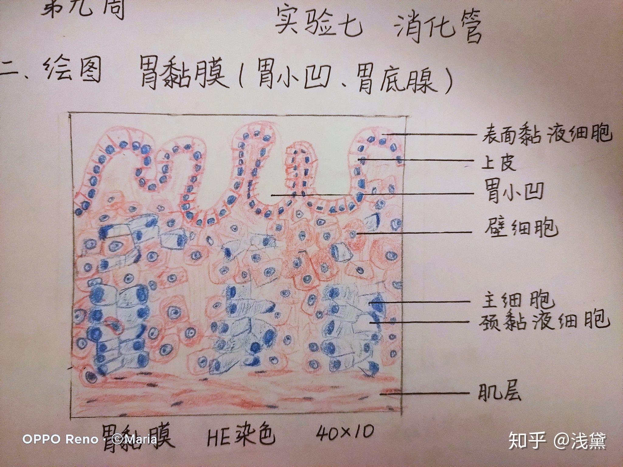 医学生组胚实验手绘图红蓝铅笔(已出成绩,满分99~) 