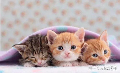 科普 | 母猫为什么会吃掉小猫仔? - 知乎