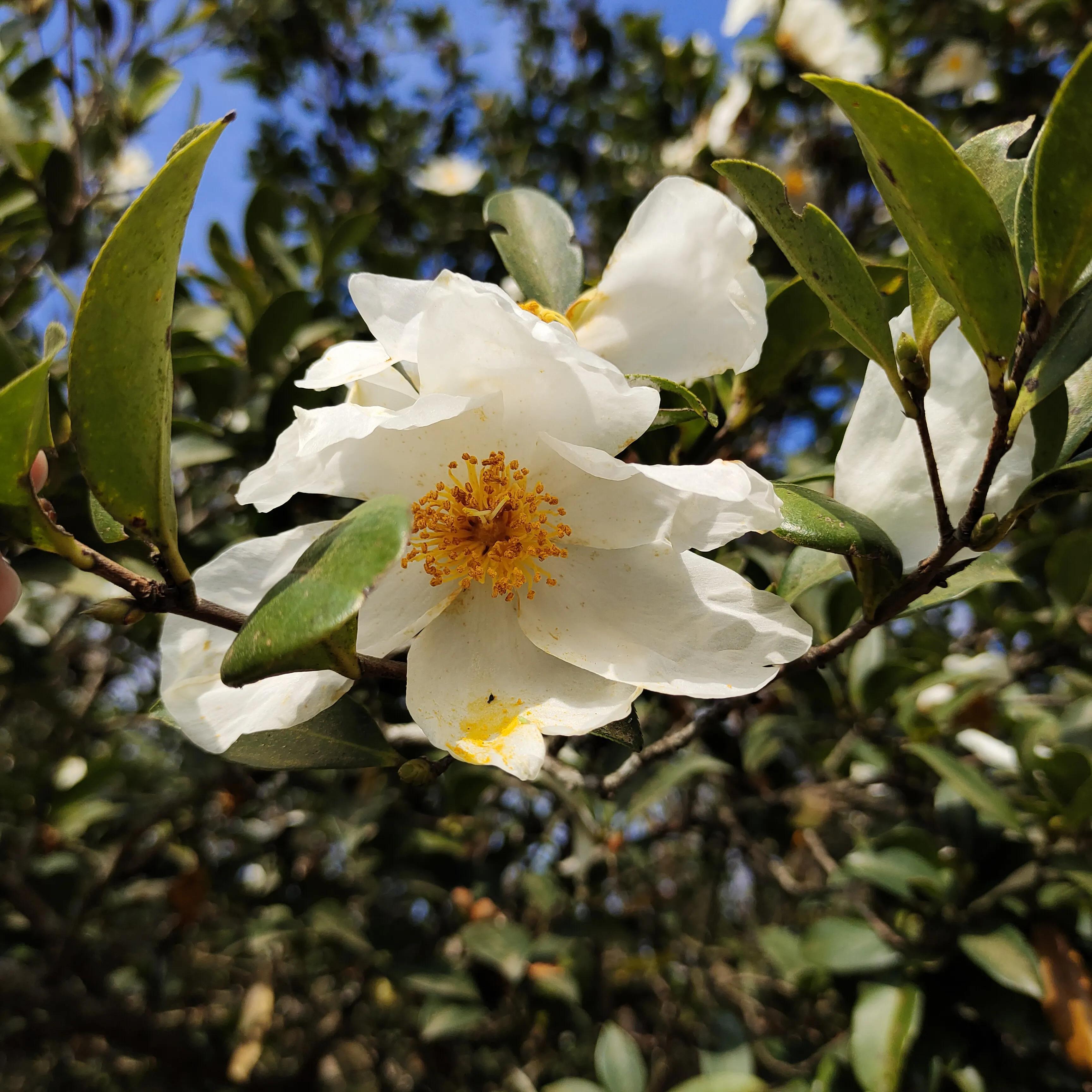 山柚油你知道多少(山柚油多少钱)山柚油的功效与作用  第20张