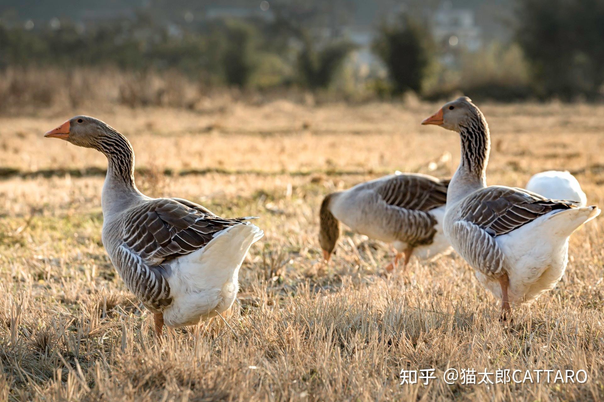天天念叨给猫咪补充蛋白质,但你真的会喂吗?