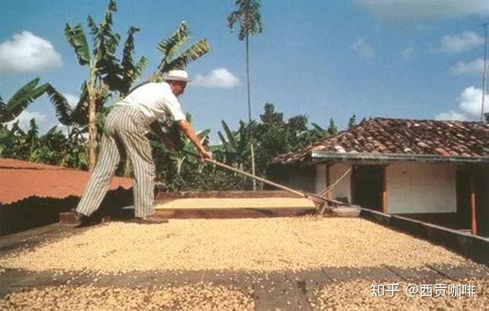 你知道水洗和日晒咖啡有何区别吗？ - 知乎