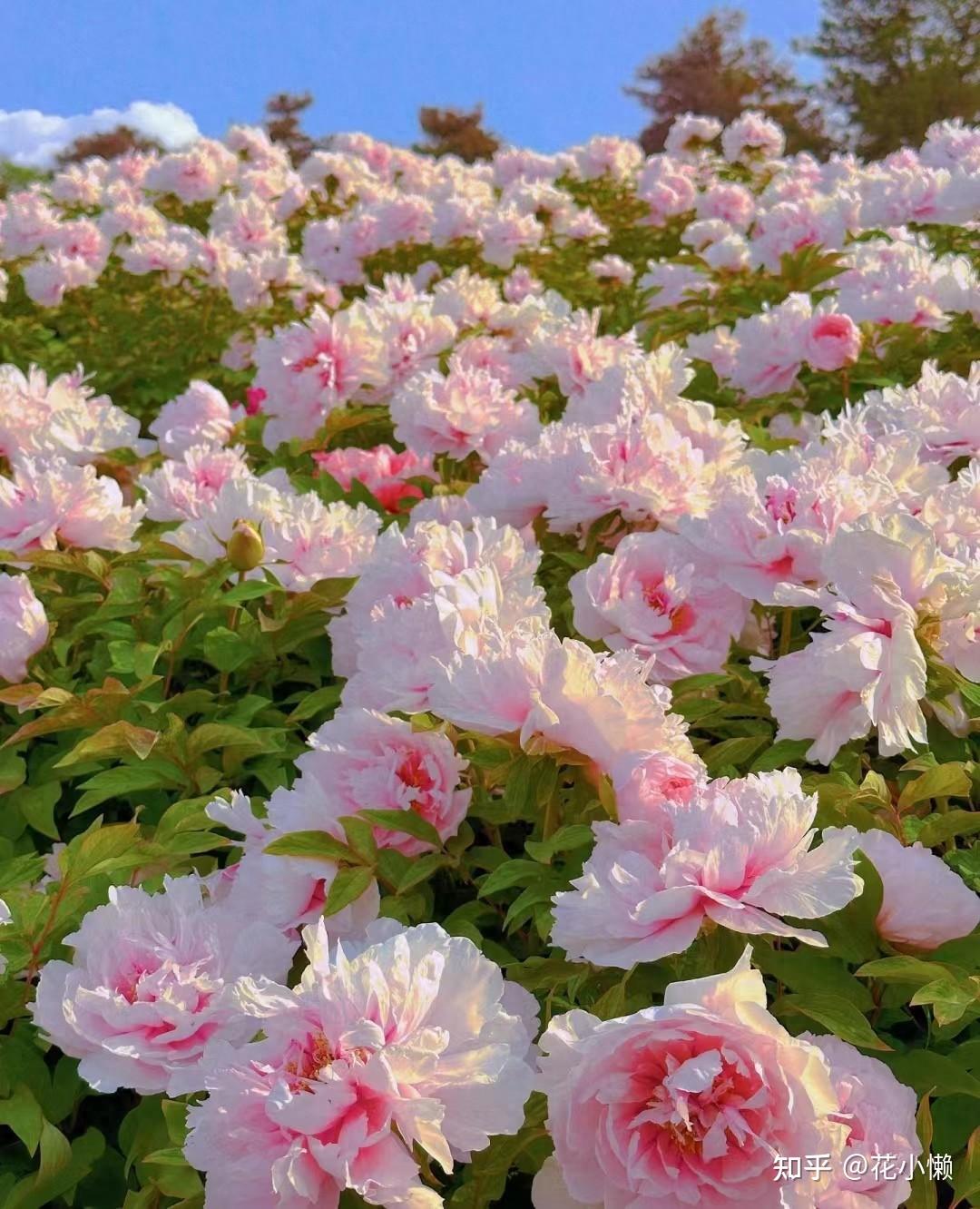 笑不活了十万一棵的天价牡丹被网友吐槽不如我家10块一盆