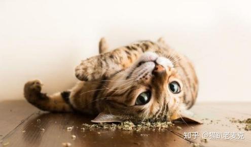 猫界大麻 让猫咪感到快感的猫薄荷 知乎