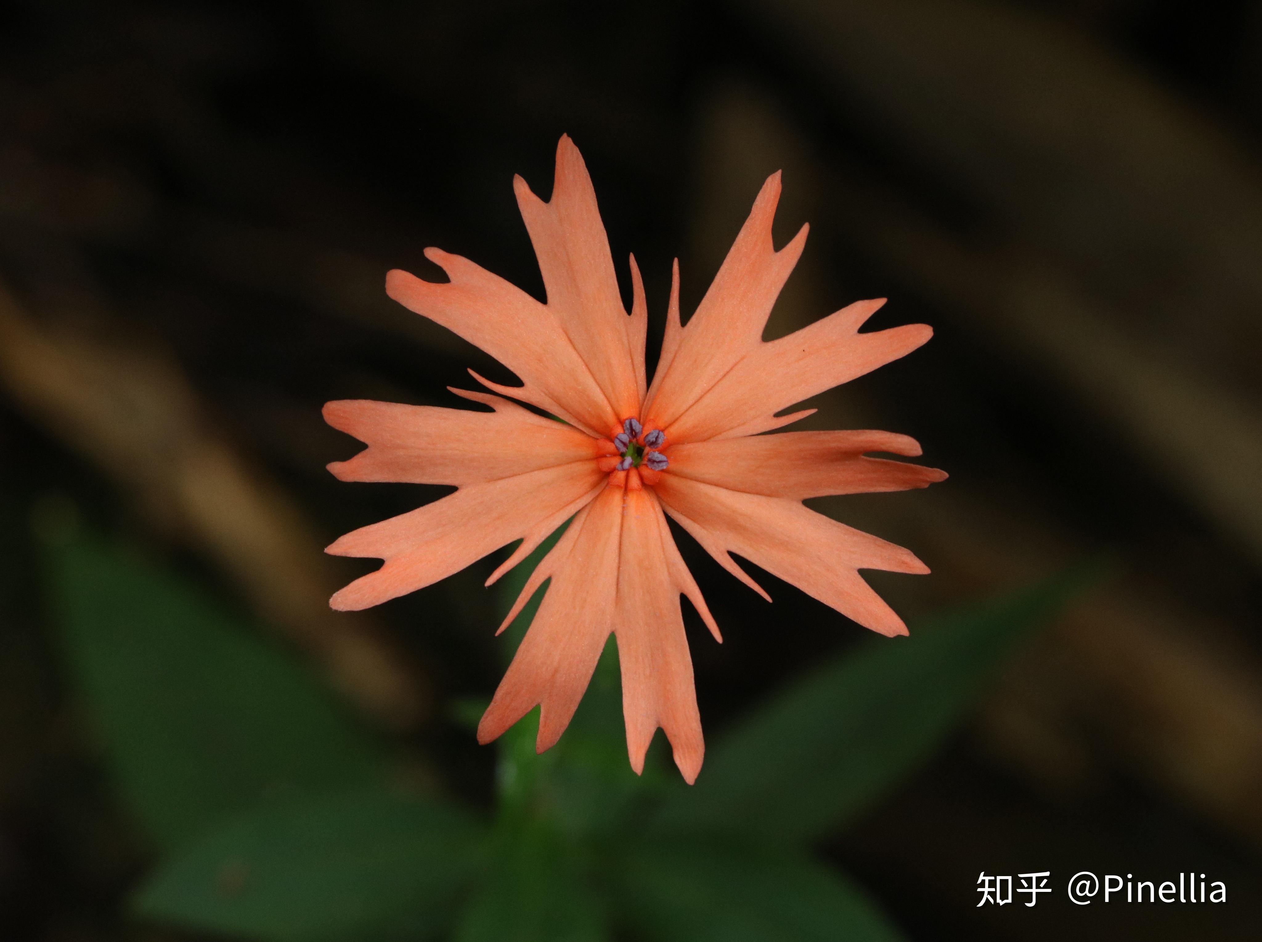 10 人赞同了该文章喜欢开花的植物pinellia