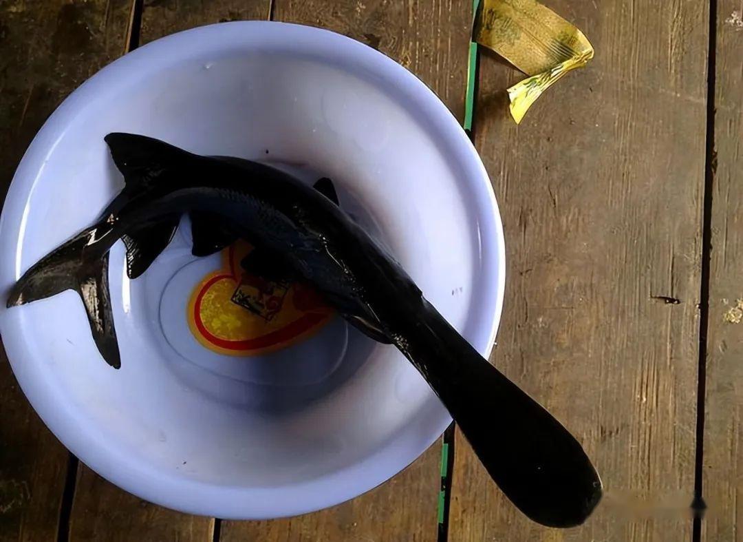 广西男子钓到鱼身鸭嘴怪鱼,网友:400块一斤 - 知乎