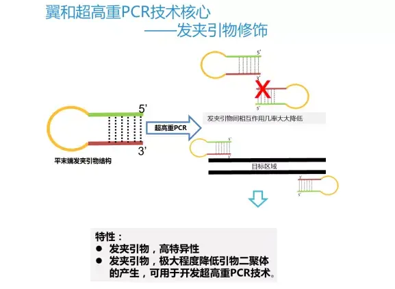 引物发夹结构图片