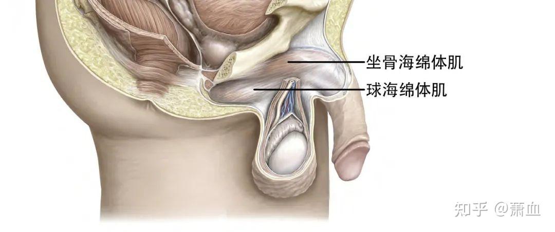 海绵体肌起源于坐骨结节并附着于耻骨支