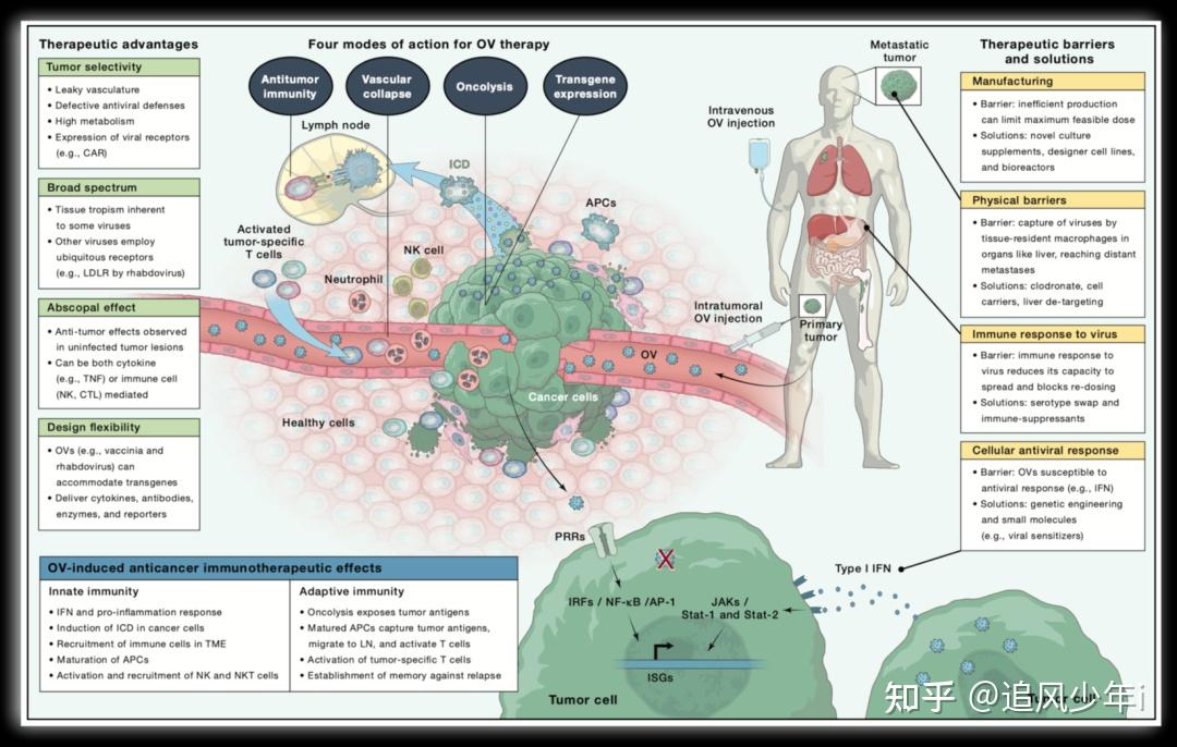 draining lymph nodes图片