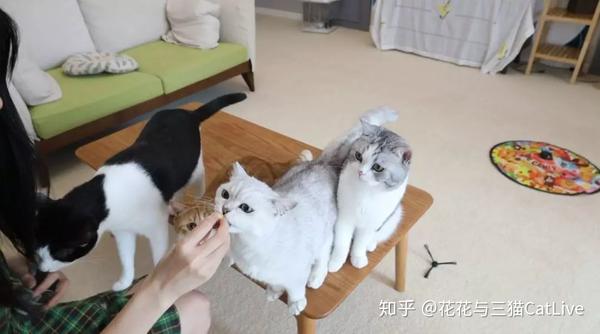 猫咪吃虫瘿果和吃猫薄荷 效果会有什么区别 知乎