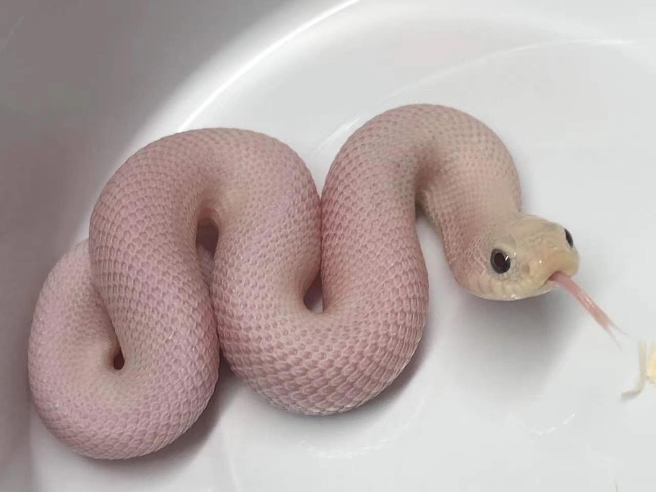 有哪些蛇是胖嘟嘟的