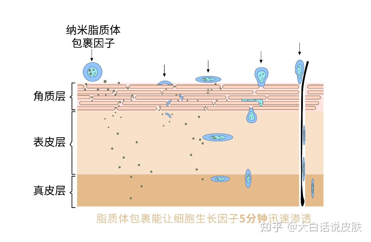 脂质体包裹技术的奥秘