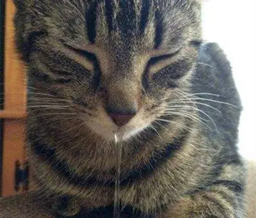 我家猫咪打喷嚏流鼻涕了是不是得了鼻支