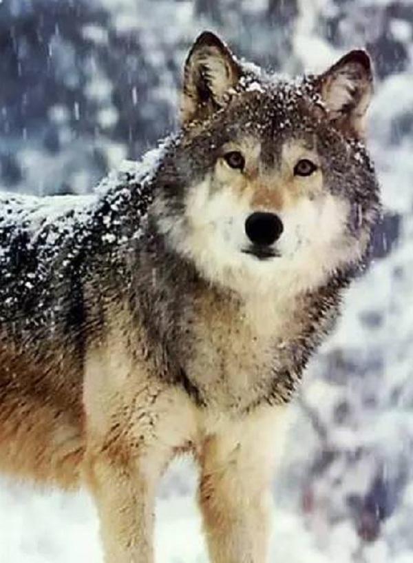 从狗到狼的回归杰克61伦敦野性的呼唤