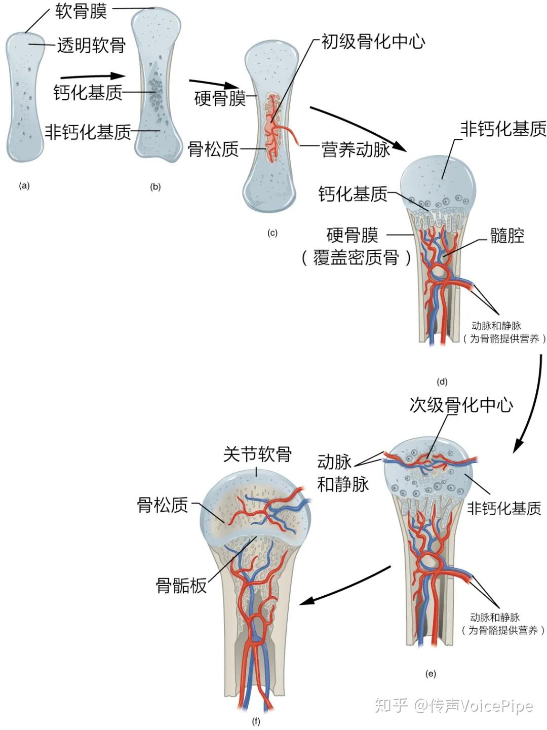 骨折后骨头生长过程图图片