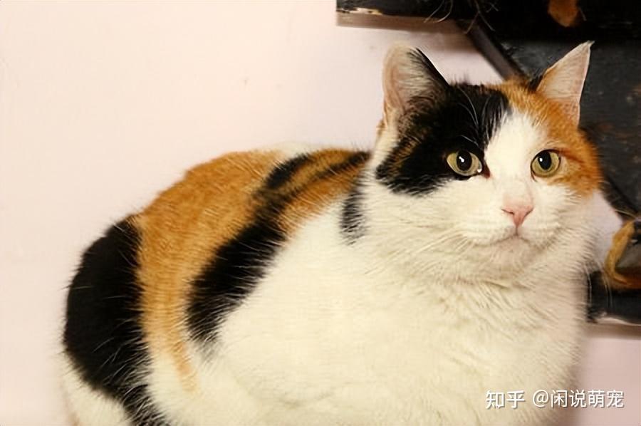 为什么说三花猫是猫界女神？猫界“刘亦菲”是否属实？ - 知乎