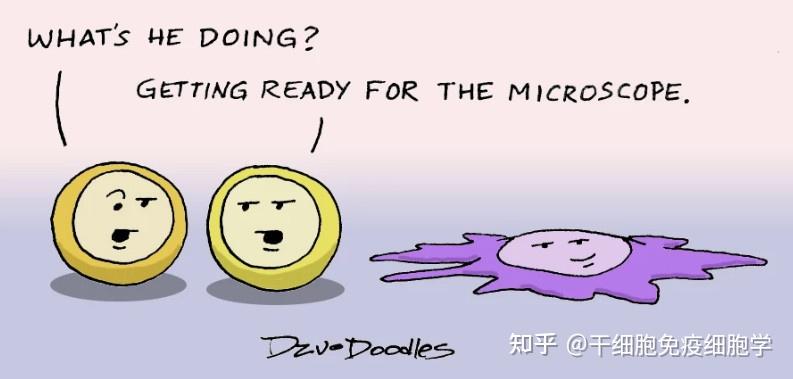 生动形象又可爱我们一起来认识这群萌萌哒免疫细胞