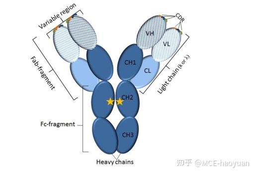 fc受體與抗體包被的微生物病原體相互作用fc receptor proteins (fc