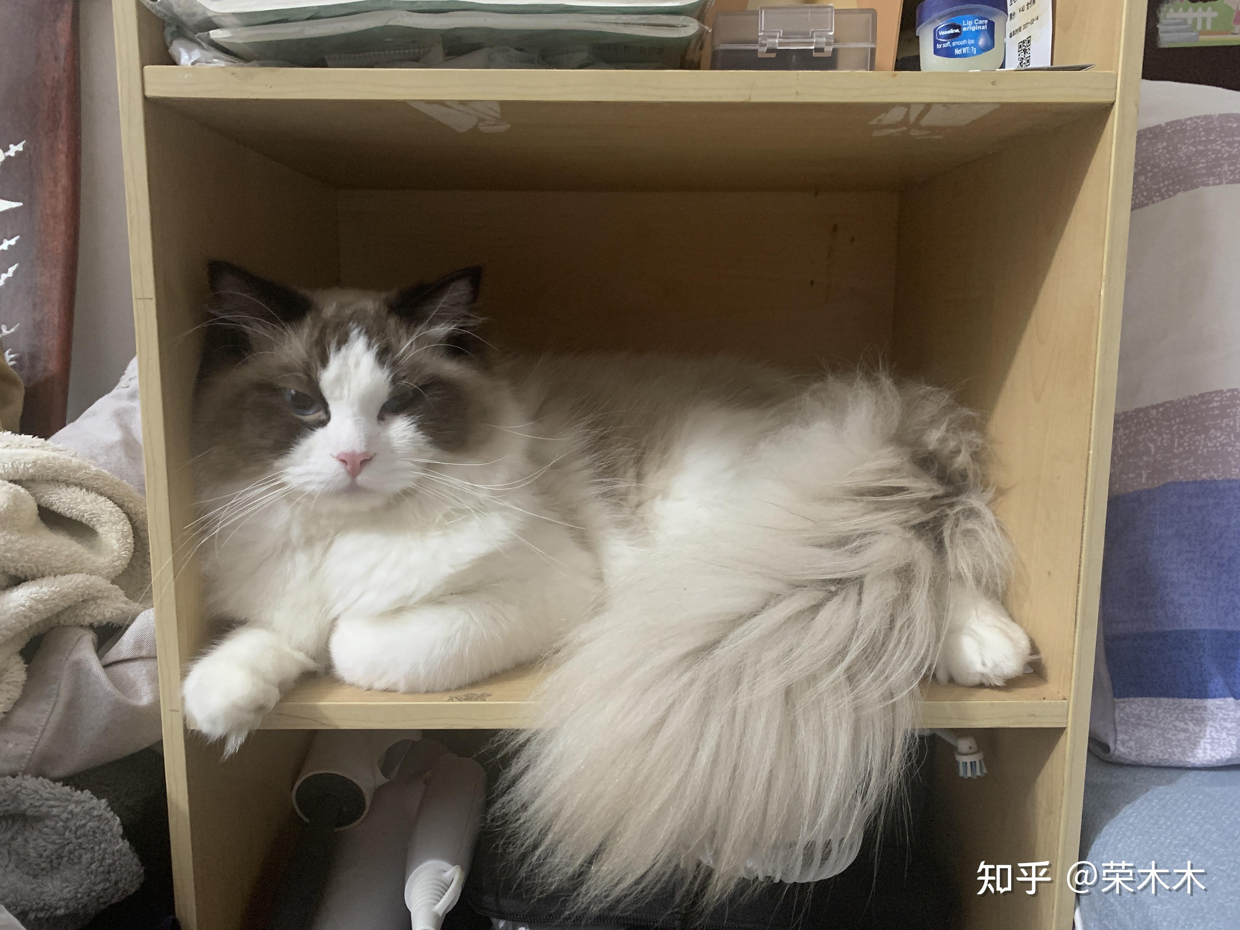 这只布偶猫品相是不是很差劲?