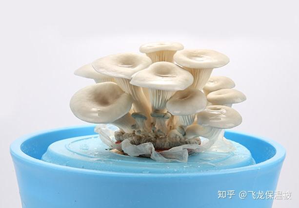熬汤的蘑菇有哪些 v2-3a37ec4ccbe1edabc339dfbb14520876_r.jpg