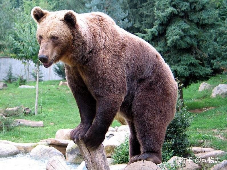 虎熊真相2猛虎搏大熊胜算几何虎如何捕杀熊熊又如何反击