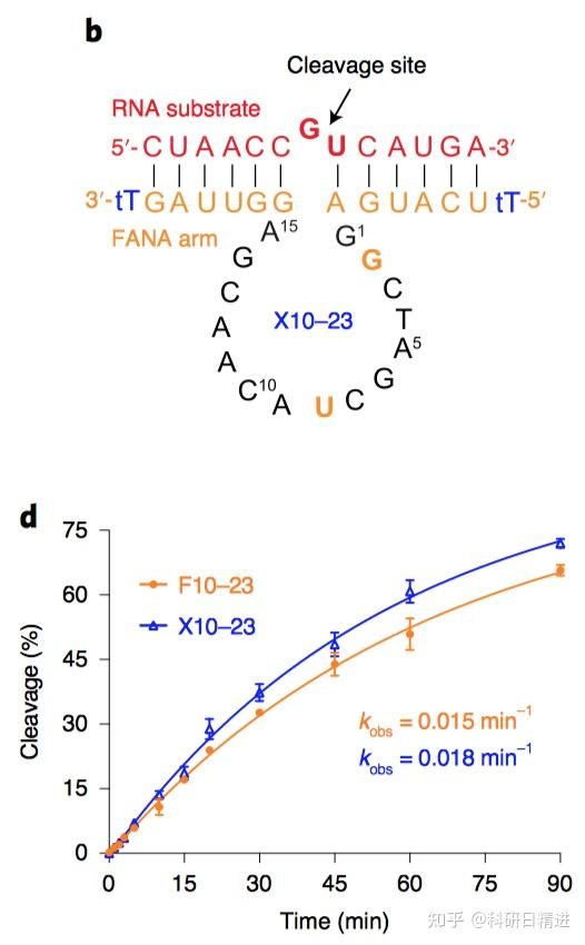 酶也可以是DNA:一种精准、高效、稳定的DNA酶及其应用前景 - 知乎