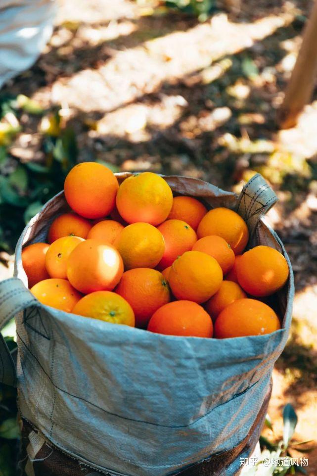 中国橙橙橙橙橙橙子地图