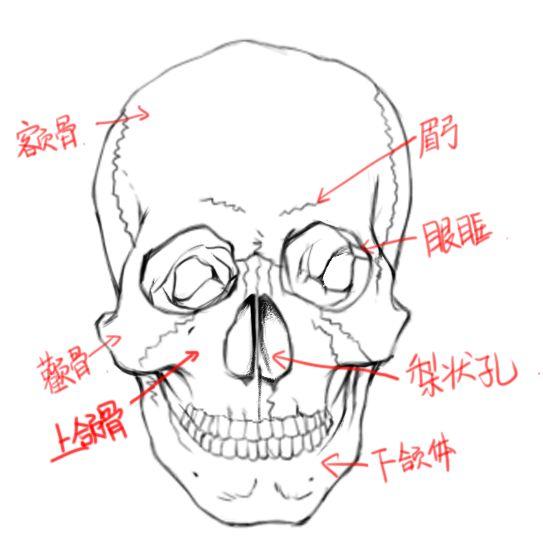 梨状孔的构成图片