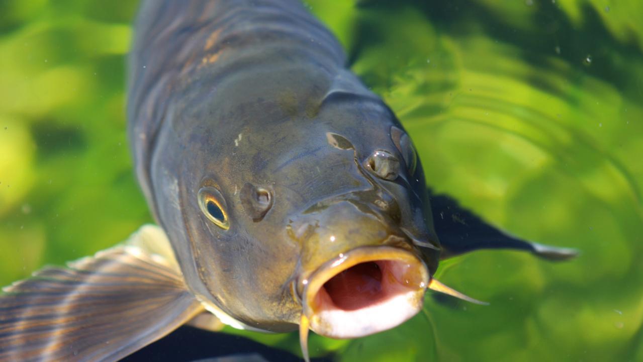 亚洲鲤鱼入侵有望解决美国发现一个超简单办法向中国学就对了