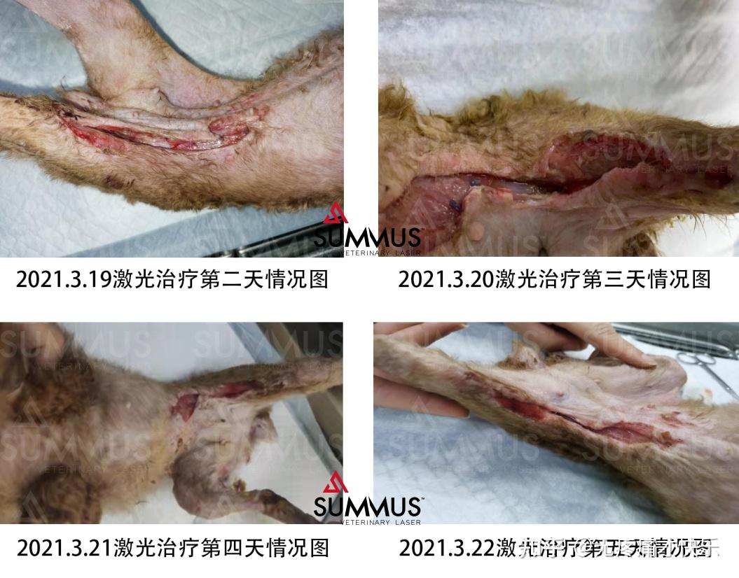 一例激光治疗犬车祸后撕裂伤病例分享