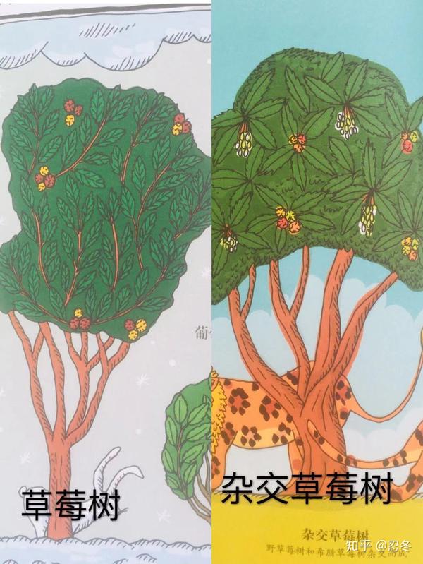 草莓长在树上还有会流血的树奇臭无比的花植物世界真新奇