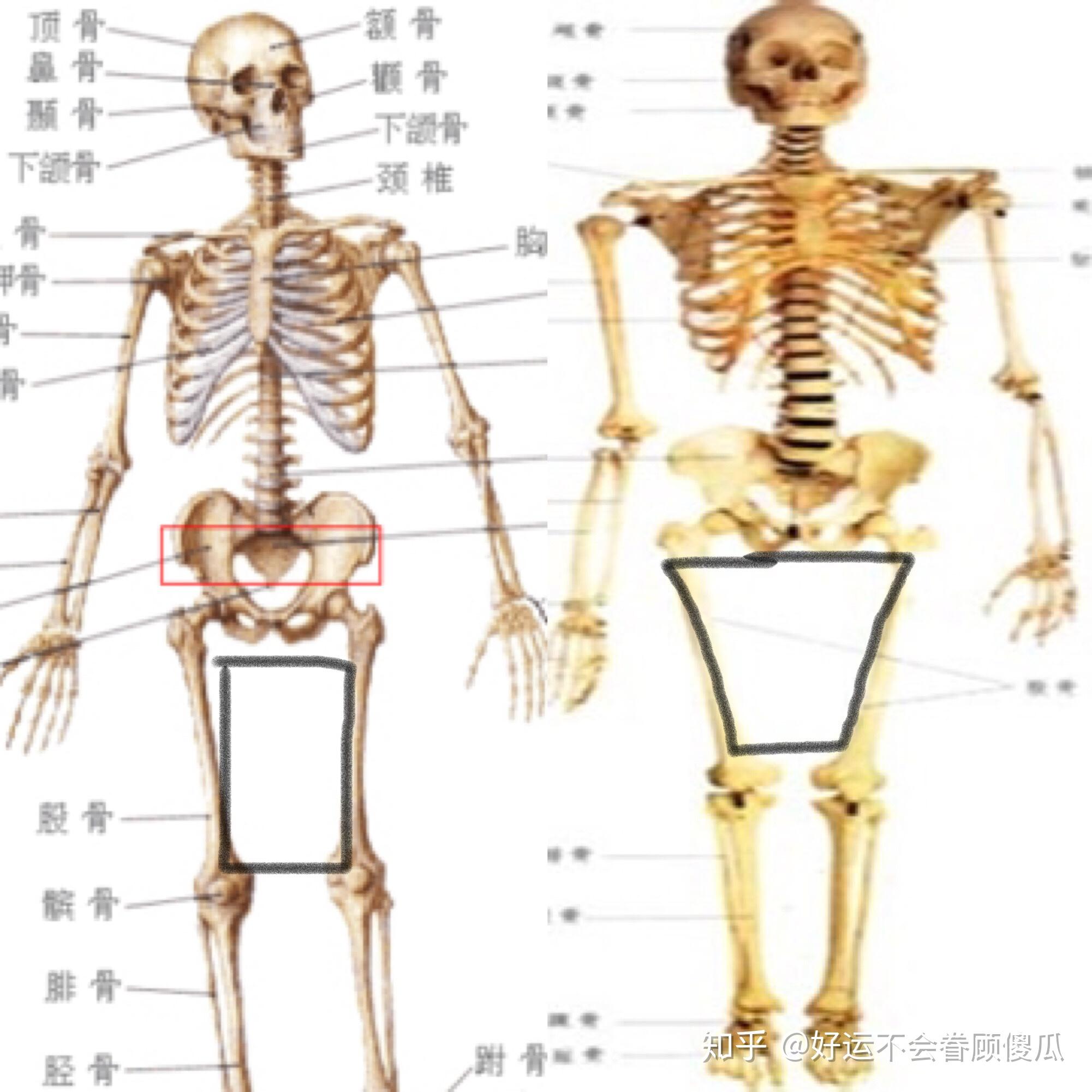 人骨腰部名称图 火影同人动漫种子 数控车床自学 奥迪a8报价及图片