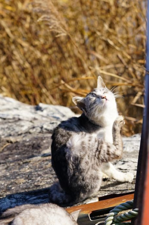 冲岛 猫岛 知乎