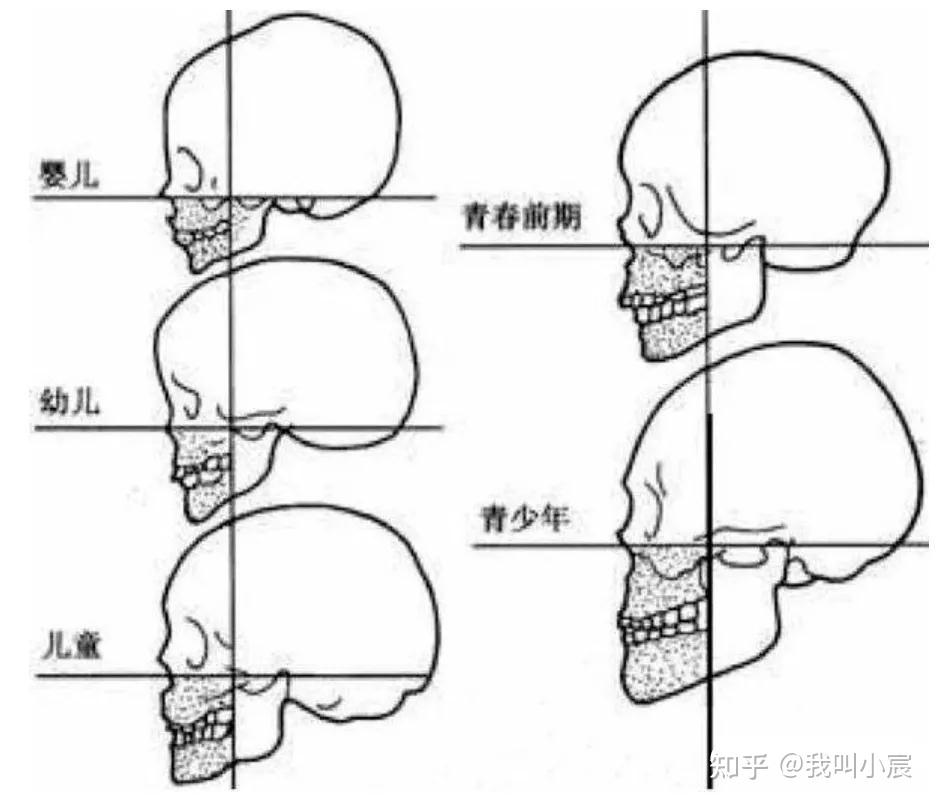 腮骨是什么位置图片图片