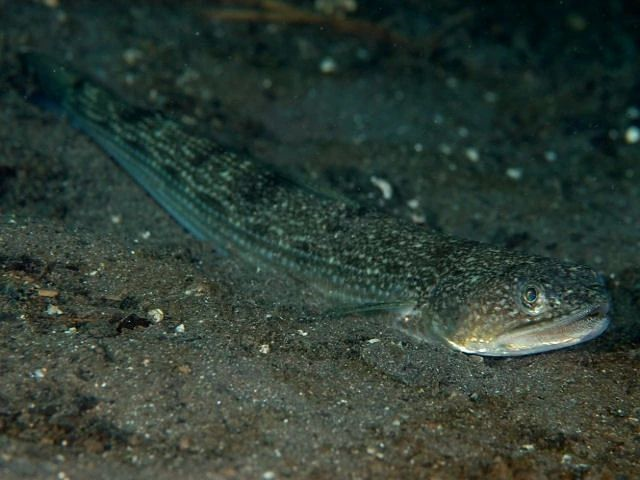 超市里卖的假沙丁鱼一般是价格亲民的长蛇鲻(摄影:续齐乐)然而,市场更