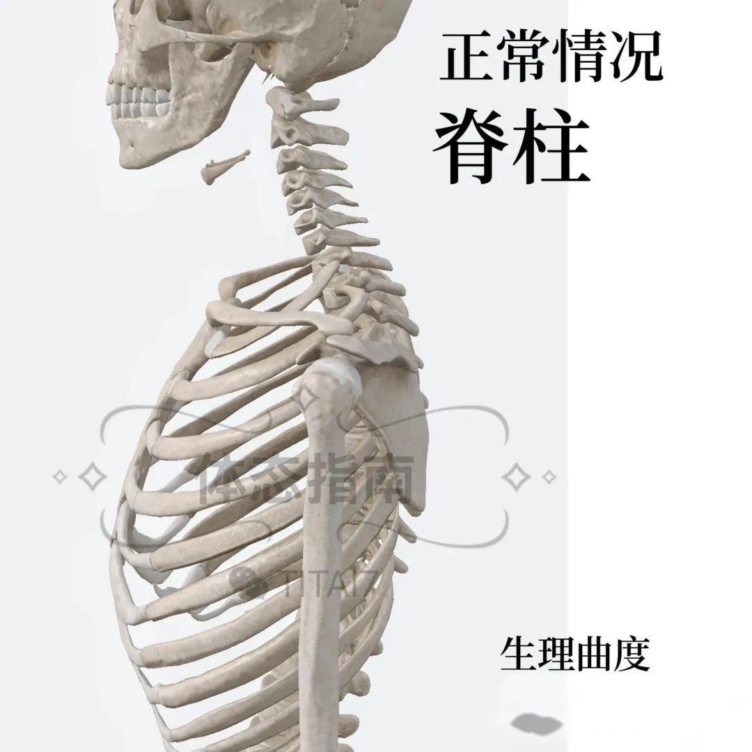 【头前伸】一篇文章告诉你关于探头的全部原因 - 知乎