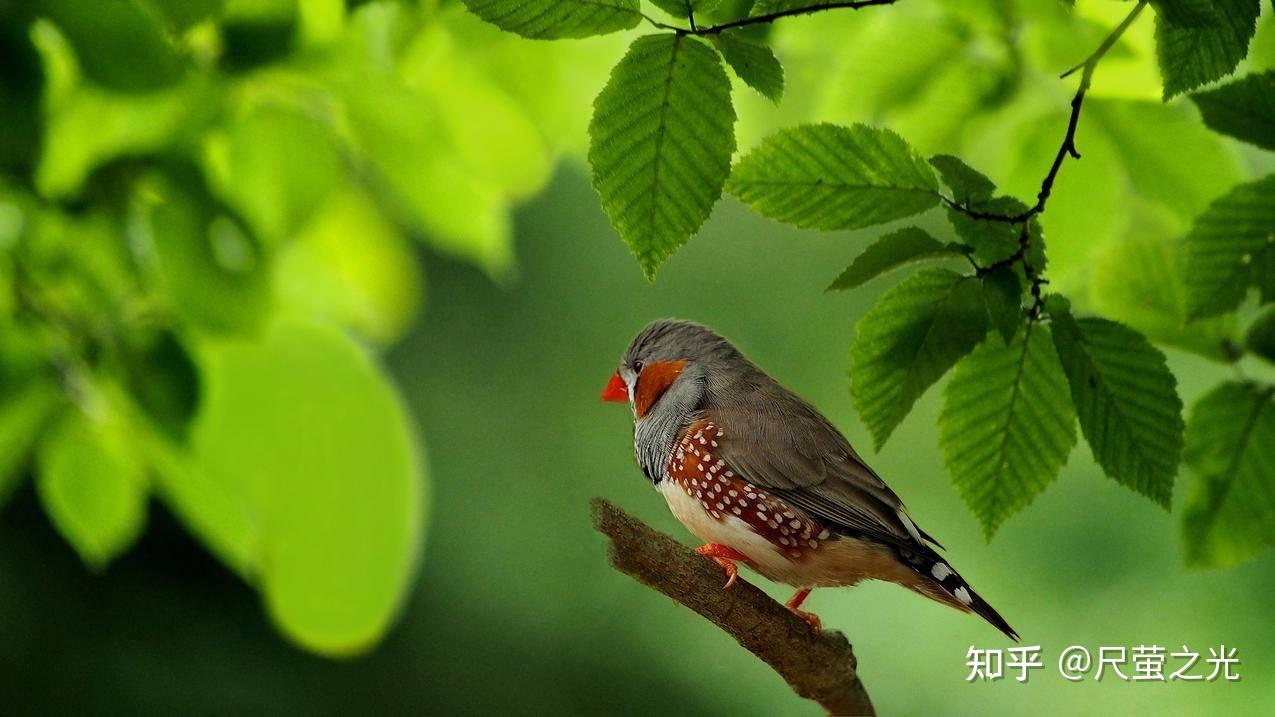 坐井观天壁纸图片