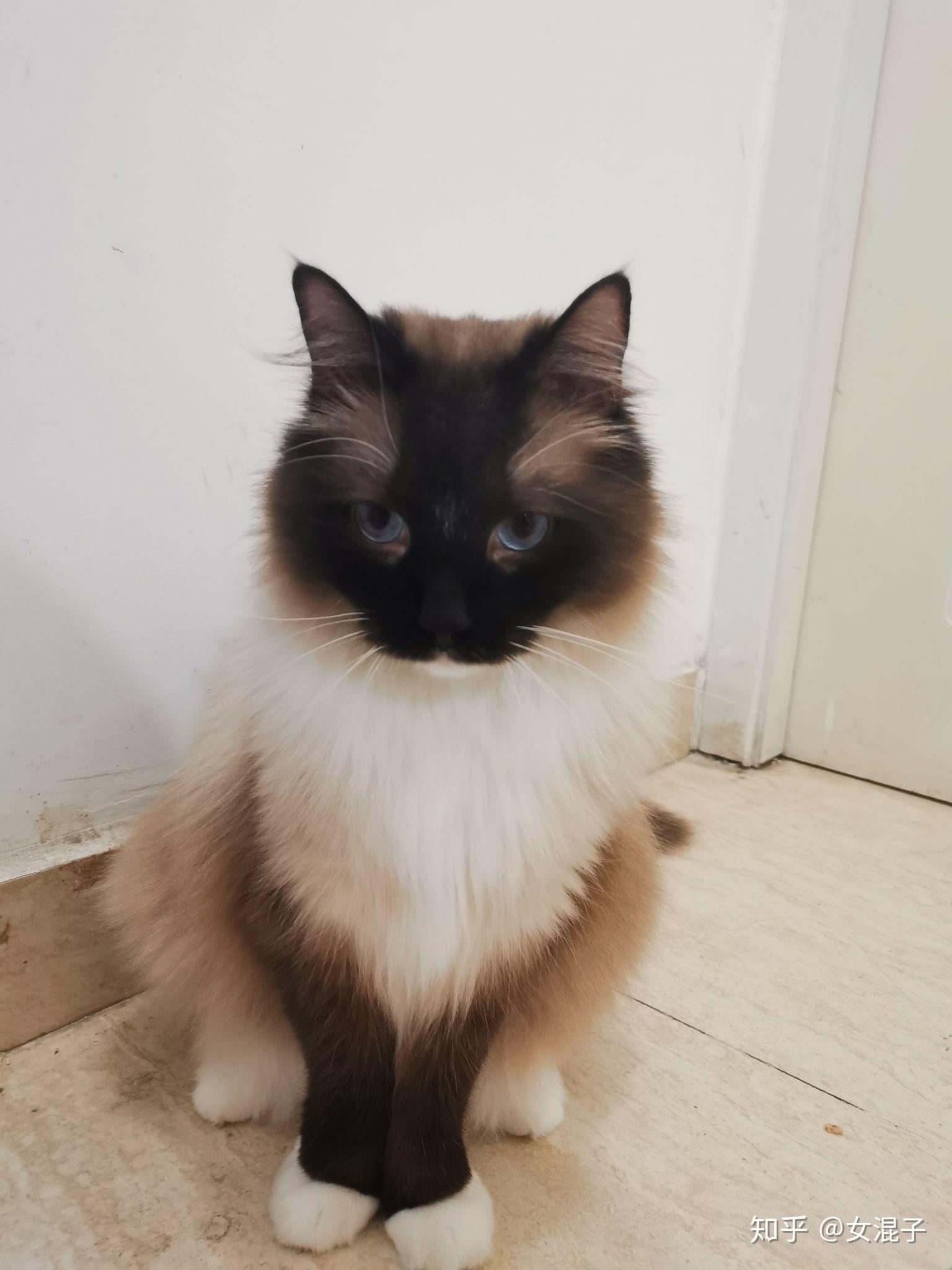 重点色布偶挖煤工黑脸到底有多可爱