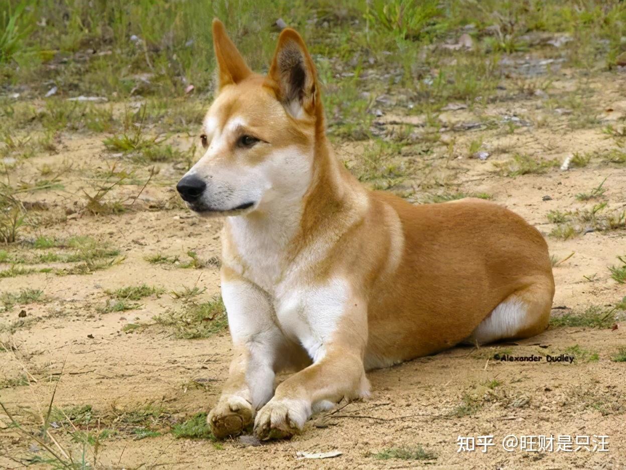 中华田园犬