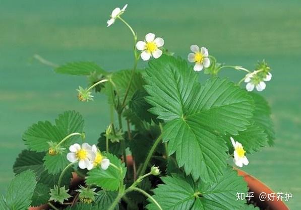 科普 草本植物和木本植物的区别 长春花草本和木本的区别 双偶网