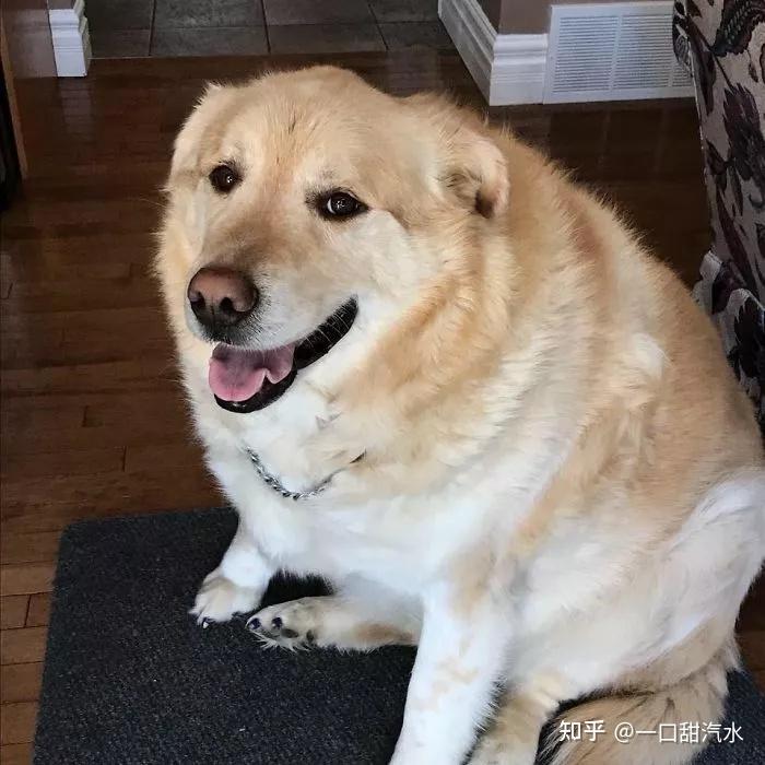 狗狗虽然我喜欢吃但我更不想胖成球