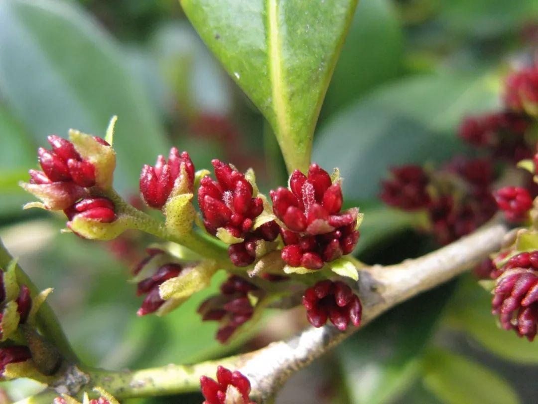 蚊母树@wikipedia对于蚜虫来说,失去翅膀是一种很大的牺牲,因为这让