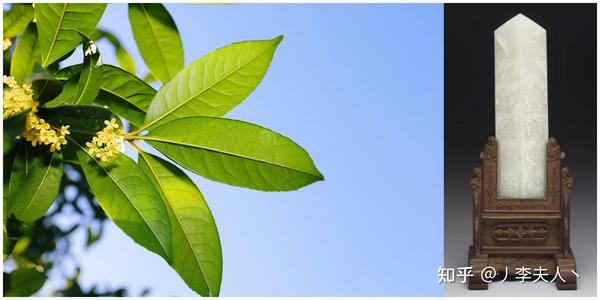 蛋蛋每日一问-为什么木樨叫桂花？ - 知乎