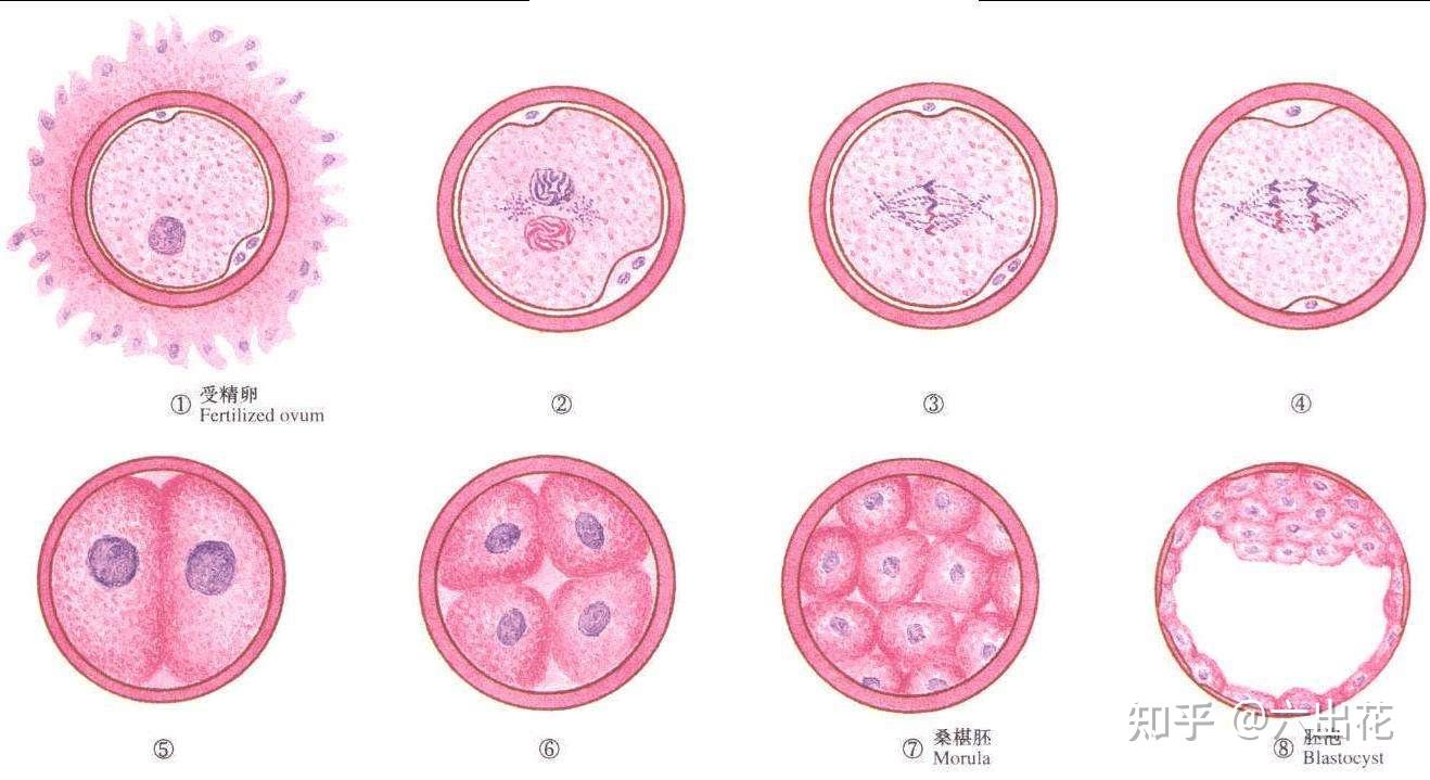 胎儿1—40周的发育过程? - 知乎