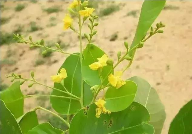 小叶紫檀从种子到成材生长过程