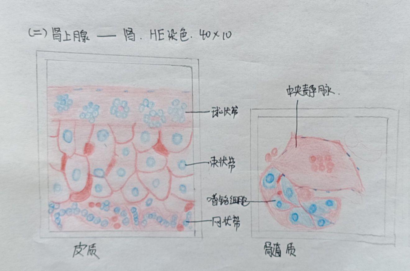 组胚实验报告(画图) - 知乎