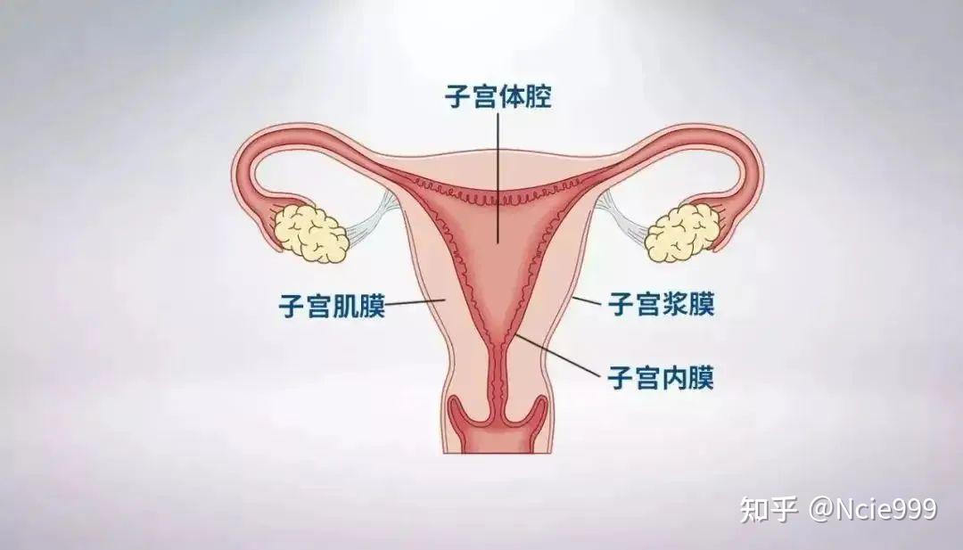 剖宫产术是瘢痕子宫产生主要原因